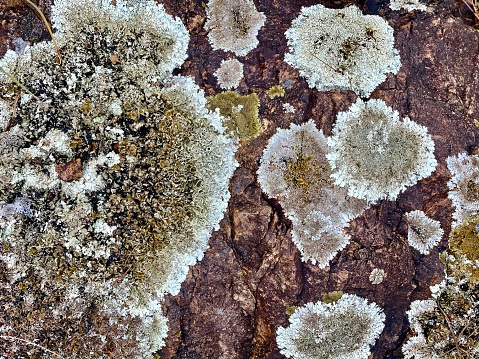 Horizontal high angle closeup photo of lichen growing on weathered granite rock in the Byron Bay hinterland, north coast of NSW