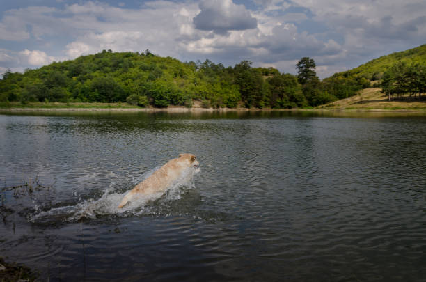 istock A Labrador Retriever swims in a quiet mountain lake 1354304241