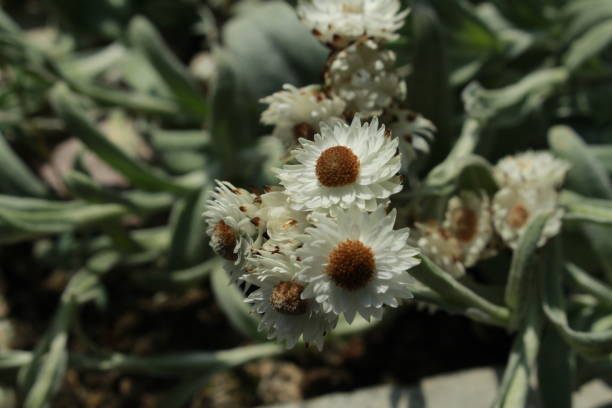 соломенные цветы - helichrysum albo-brunneum - 11817 стоковые фото и изображения