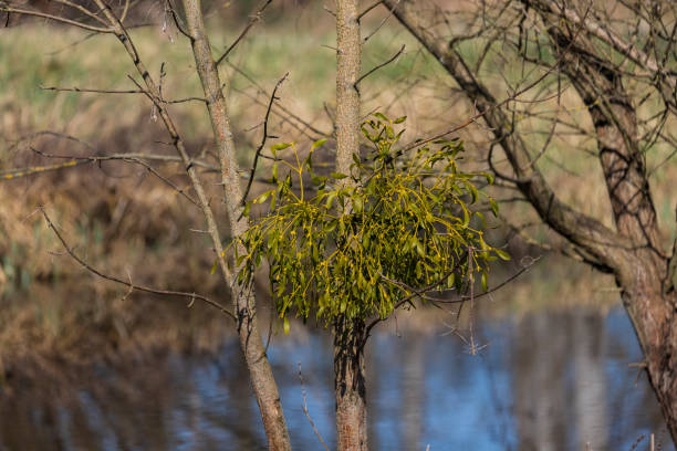 Mistletoe as a parasite on a tree by the water. The tree is reflected in the water.