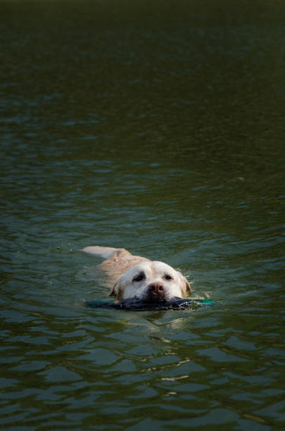 istock A Labrador Retriever swims in a quiet mountain lake 1354305720