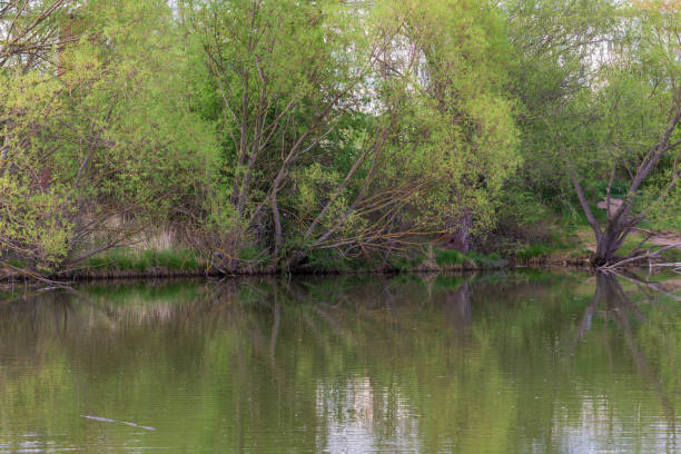 istock Trees that bend over the water of the pond 1354305795