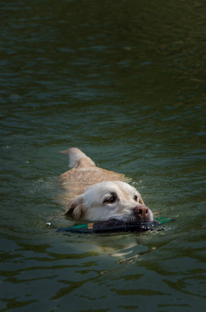 istock A Labrador Retriever swims in a quiet mountain lake 1354306100