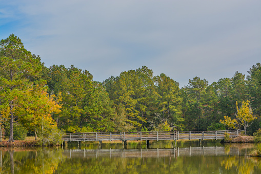 The elevated Boardwalk along the shore of East River Swamp in General Coffee State Park at Douglas, Georgia