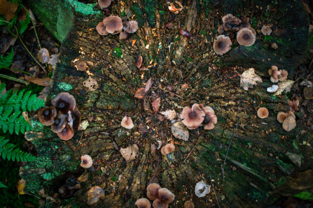 istock Mushrooms in the woods 1354308216