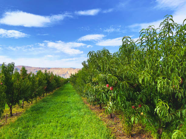 In Western Colorado Peach Orchard in Summer Blue Sky Cloudscape Photo Series Matching 4K Video Available (Photos professionally retouched - Lightroom / Photoshop - downsampled as needed for clarity and select focus used for dramatic effect)