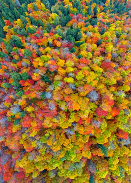 istock Autumn forest in the Carpathians, copter. 1354314282