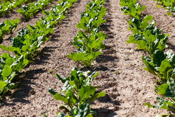istock cultivation of sugar beet for the production 1354314549