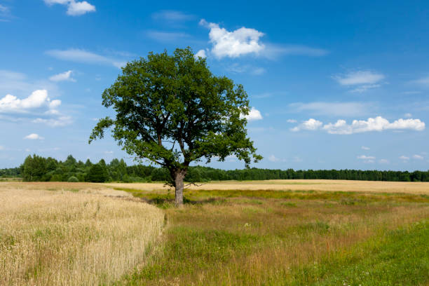 istock one tree growing in the summer in the field 1354314596