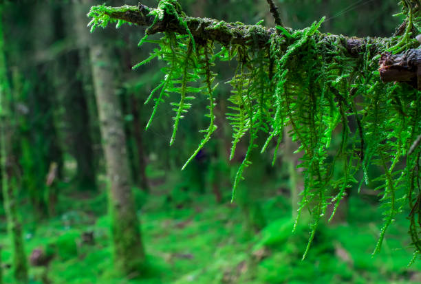The moss covered rocks of Puzzlewood, an ancient woodland near Coleford in the Royal Forest of Dean, Gloucestershire, UK.