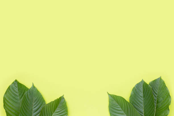 istock Mitragyna speciosa, Fresh kratom leaves on green background 1354316486