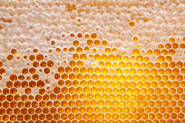 istock Fresh bee honey in combs. natural food background texture 1354318776