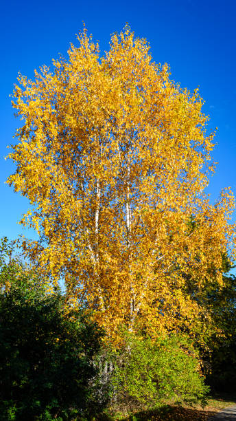 istock White Birch tree with bright yellow leaves against a blue sky 1354318795