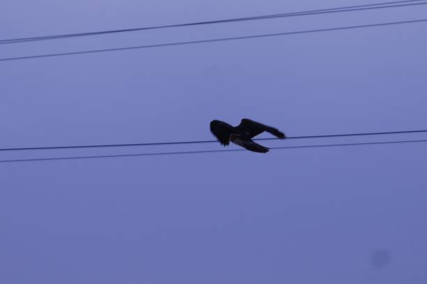 istock Bird of prey 1354319746