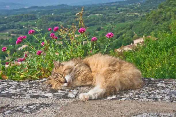 A cat sleeps, Bonnieux en Provence, Old city panoramic view, France, Europe