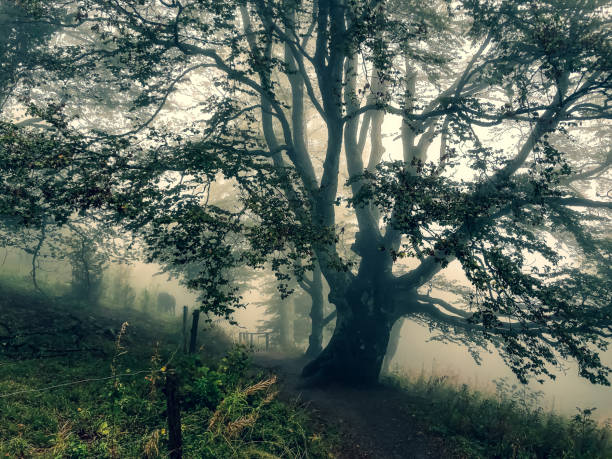 istock Trees in the Black Forest in Germany with fog. 1354324025