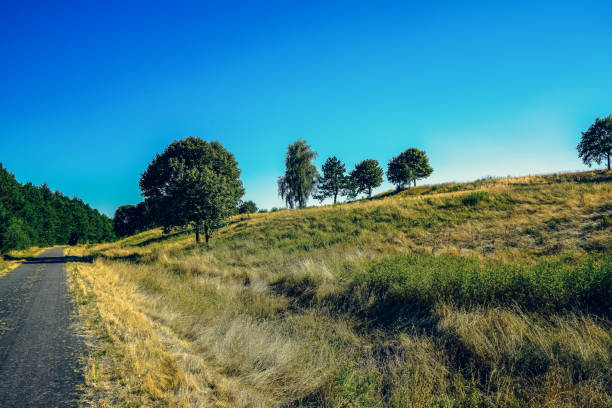 A dry field with trees in the hot summer.