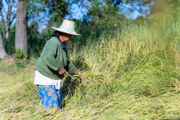 istock A farmer is harvesting rice using a harvesting sickle. 1354326836