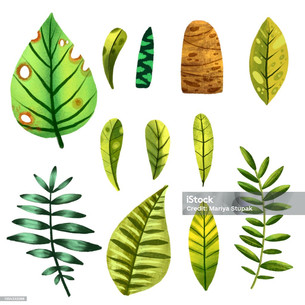 Ilustración de Conjunto De Hojas Exóticas Follaje Verde De La Selva Tronco De Palma Estilo De Ilustración De Dibujos Animados Naturaleza Tropical Colección De Plantas Exóticas Plantas De La Selva Hermosa Decoración Ilustración de Conjunto De Hojas Exóticas Follaje Verde De La Selva Tronco De Palma Estilo De Ilustración De Dibujos Animados Naturaleza Tropical Colección De Plantas Exóticas Plantas De La Selva Hermosa Decoración