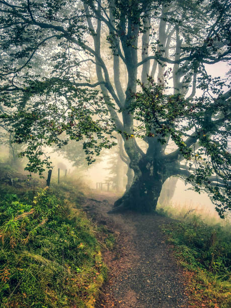 Forest of pine in the mountains