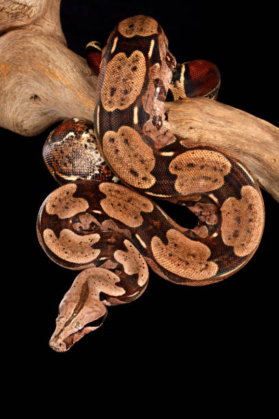 レッドテールボア。 - red tailed boa ストックフォトと画像