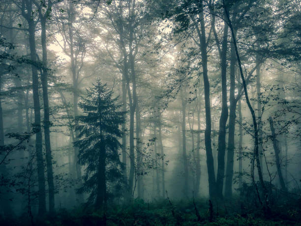 istock The Black Forest in Germany with fog. 1354333699