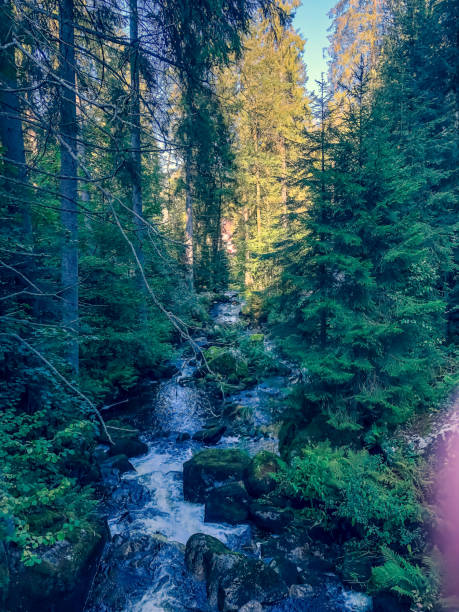 istock A small stony river in the Black Forest. 1354335579