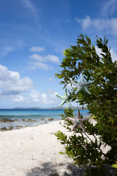 istock Green bush on the beach decorated with decorative multicoloured starfishes. Selective focus. 1354339635