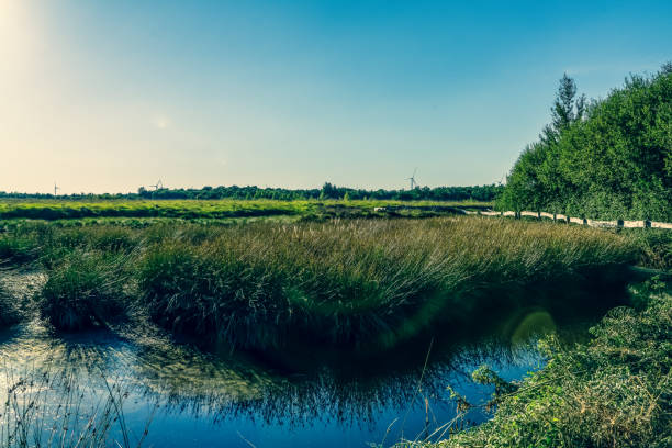 istock A moor area in the German nature. 1354341644