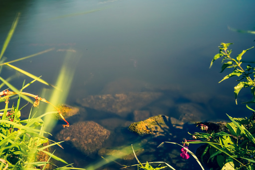 Stones in the water of a river.