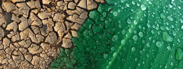 Photo of crack soil texture and freshness green leave in climate change environmental concept background