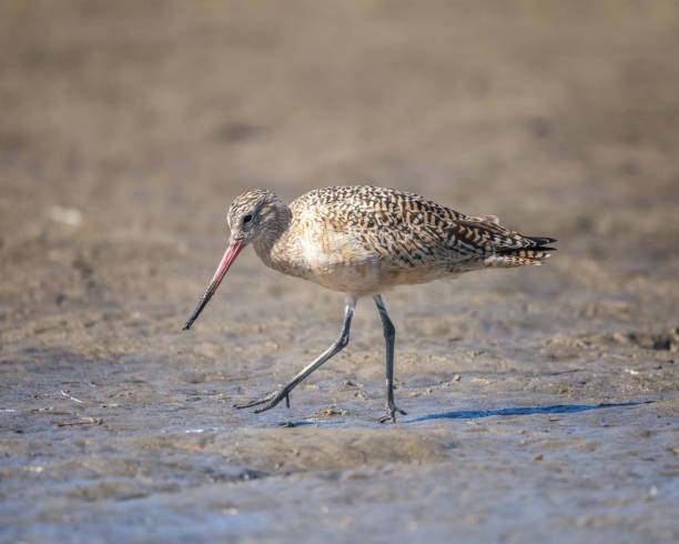 istock Marbled Godwit at Malibu Lagoon 1354345581