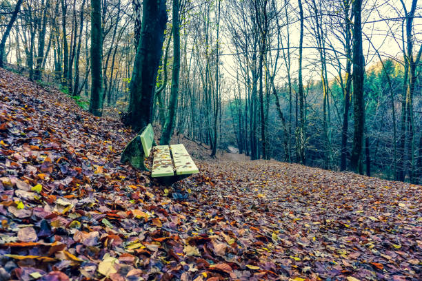 A bench in a forest in autumn in Germany also called \