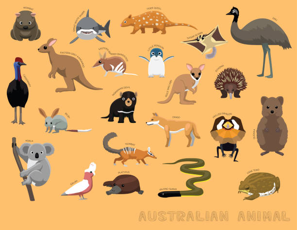 niedliche australische tiere cartoon vektor illustration set identifizieren - dingo stock-grafiken, -clipart, -cartoons und -symbole