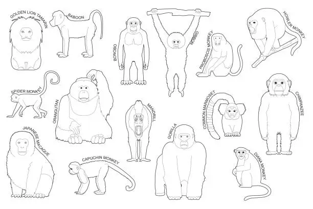Vector illustration of Primate Monkey Set Various Kind Identify Cartoon Vector Black and White