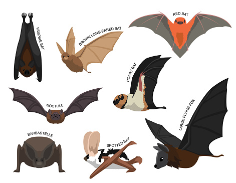 Cute Various Bats Cartoon Vector Illustration Set Identify