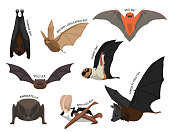 istock Cute Various Bats Cartoon Vector Illustration Set Identify 1354345655