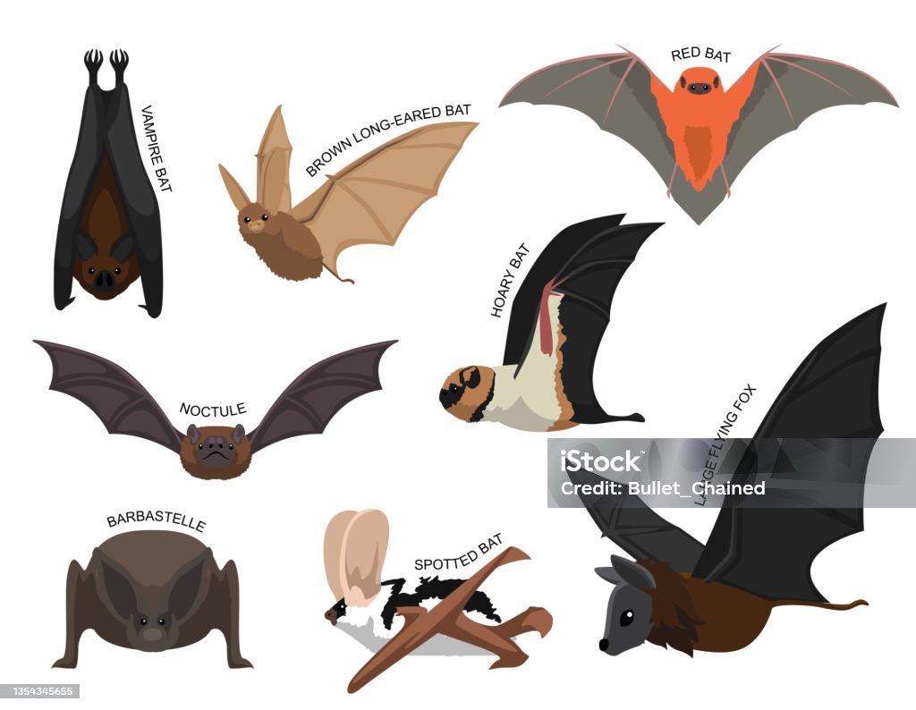Cute Various Bats Cartoon Vector Illustration Set Identify Stock  Illustration - Download Image Now - iStock