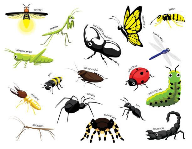 słodkie różne owady kreskówka wektorowy zestaw ilustracji identyfikacja - świetlik chrząszcz stock illustrations