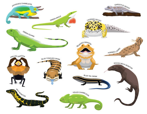 Cute Various Lizards Cartoon Vector Illustration Set Identify Animal Cartoon EPS10 File Format tiliqua scincoides stock illustrations