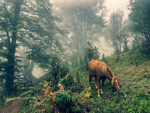 Some horses eating in the Black Forest.