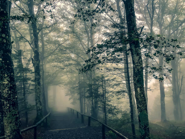 istock A path through the Black Forest in the fog. 1354346238