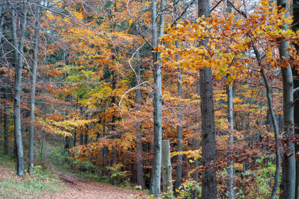 istock autum indian summer forest 1354349527