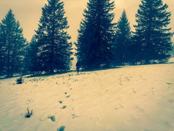 I walk through the snow between fir trees.