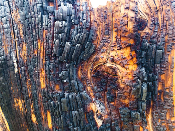 istock Burnt Surface Cedar Rustic Colorado Outdoors Background Photo Series 1354350567