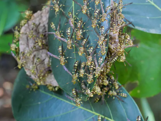 Eastern Yellowjacket paper wasps hive in green leaf plant tree, Group of European hornet or Common Vespa in forest, Yellow and black stripes on the body of tropical poisonous insect
