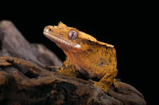 Crested Gecko.  Nocturnal.   Native to New Caledonia. One of the most beautiful geckos. The crested gecko has a very docile disposition.