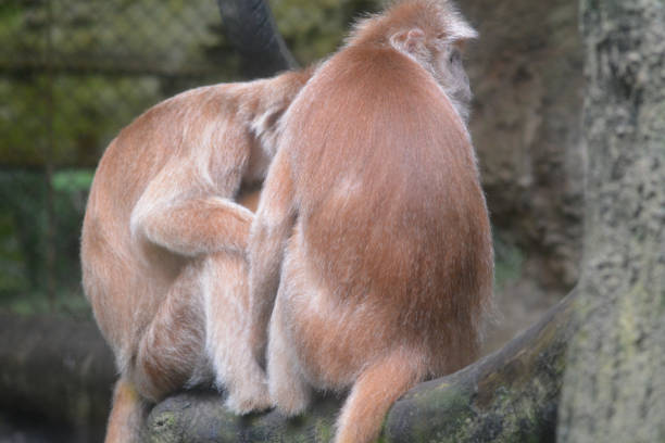 Presbytis rubicunda, Red leaf monkeys, The maroon langur, maroon leaf monkey, is a member of the family Cercopithecidae. It is found on the southeast Asian island of Borneo.