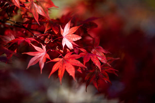 helle herbst-ahornblätter in voller farbe - great red spot stock-fotos und bilder