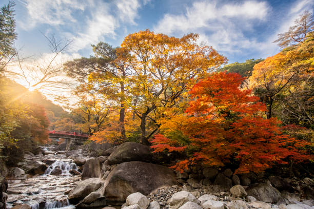 ein japanischer gebirgsbach und wasserfall mit leuchtenden herbstfarben - maple japanese maple leaf autumn stock-fotos und bilder